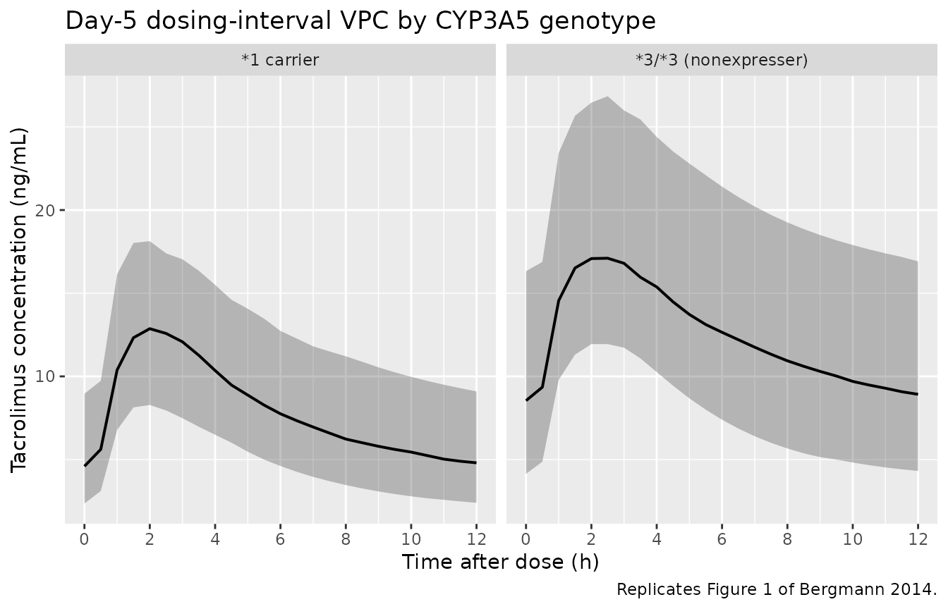 Replicates Figure 1 of Bergmann 2014: simulated tacrolimus concentration vs. time after the last day-5 dose, stratified by CYP3A5 genotype.
