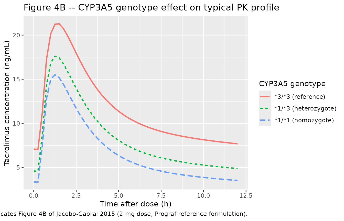 Replicates Figure 4B of Jacobo-Cabral 2015: typical-value tacrolimus concentration-time profile across the final 12 h dosing interval on the Prograf reference formulation, contrasting the three CYP3A5 genotype strata.