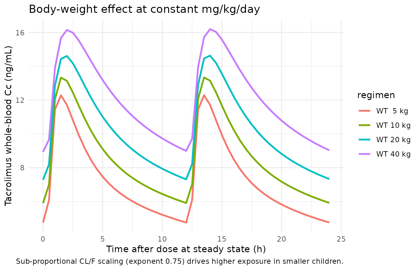 Steady-state tacrolimus concentration-time profile across the paediatric weight range at constant 0.15 mg/kg/day (Kassir 2014 typical-value model).