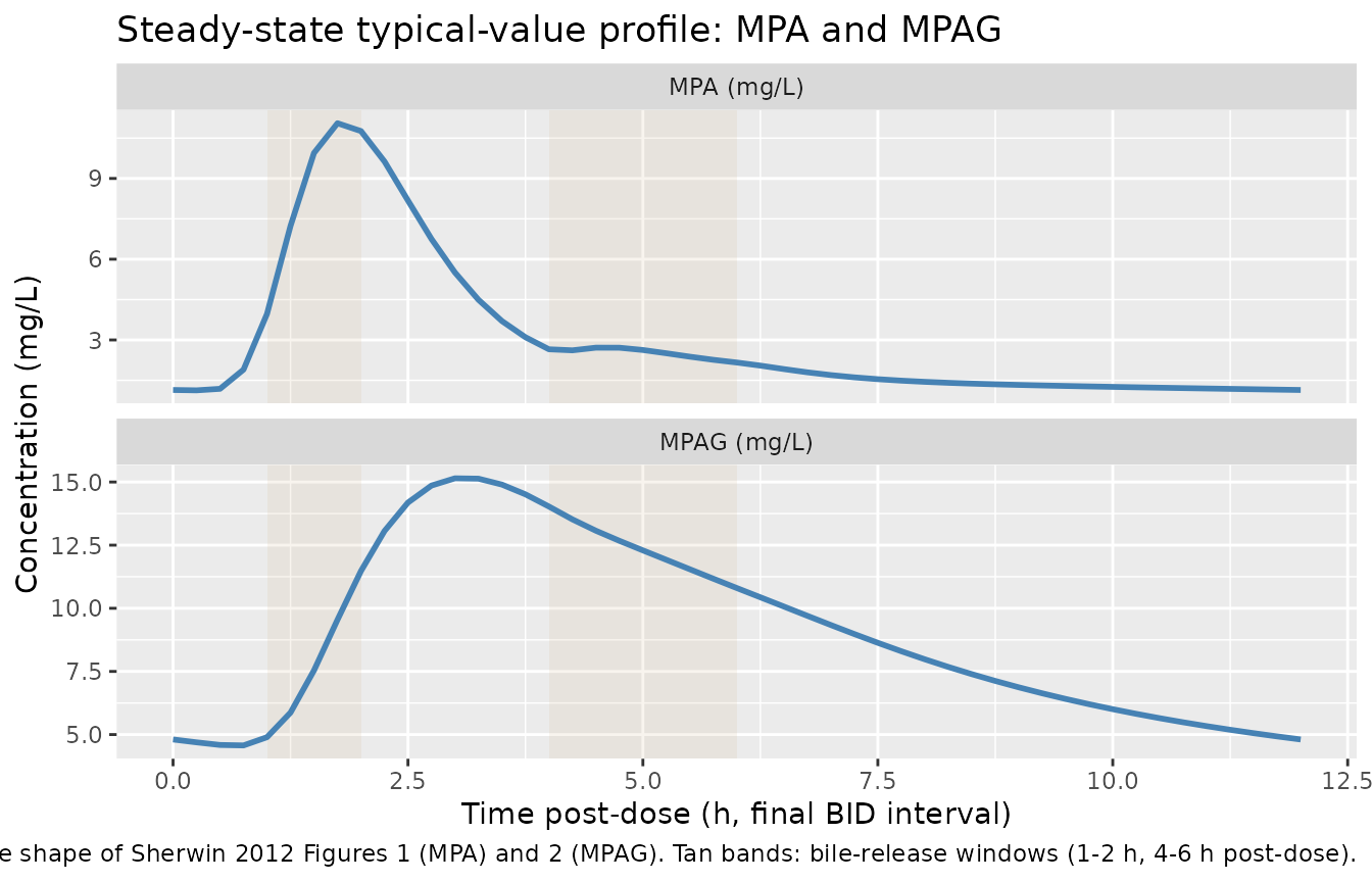 Typical-value steady-state plasma MPA (top) and MPAG (bottom) concentration profile over the final BID dosing interval (1000 mg MMF BID = 739 mg MPA-equivalent BID). Shaded bands mark the bile-release windows (1-2 h and 4-6 h post-dose). The model reproduces the qualitative features of Sherwin 2012 Figures 1 and 2: a sharp MPA initial peak, an MPA secondary peak driven by EHC, an MPAG peak delayed by ~1.5-2 h, and MPAG concentrations multiple-fold higher than MPA.
